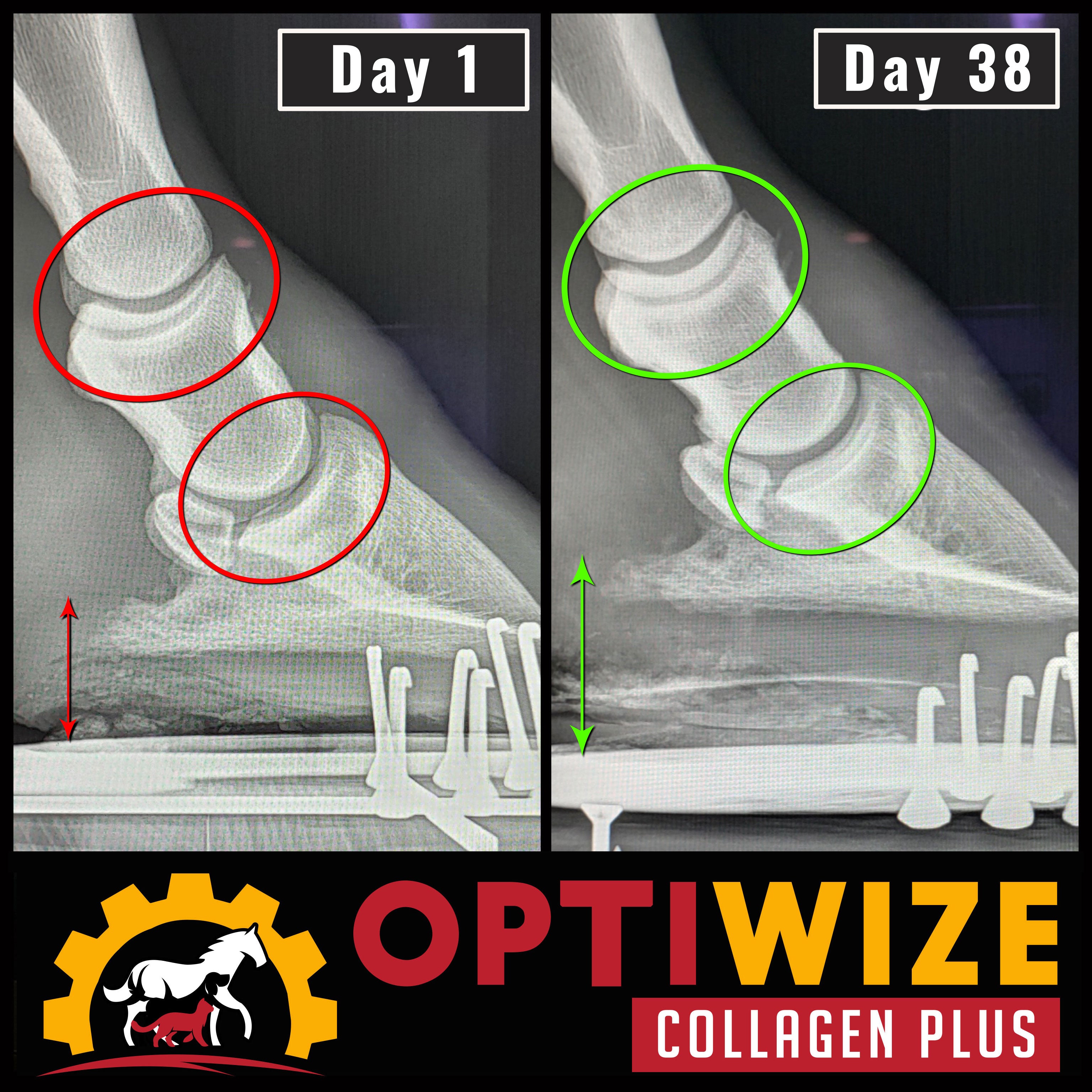 Hoof growth, increase joint space, horse joint supplement, joint injections horses