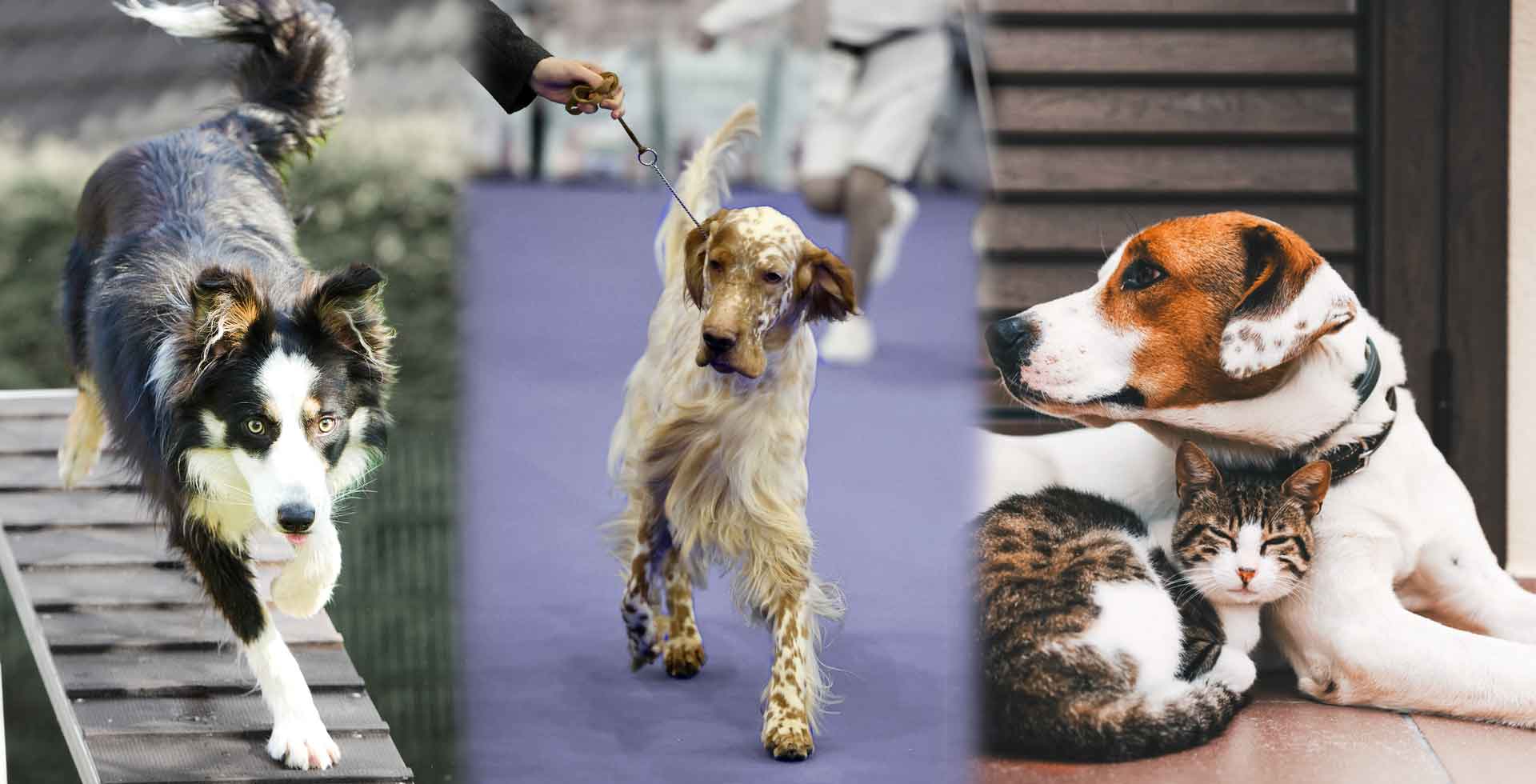 OptiWize Cat and Dog Joint Supplement