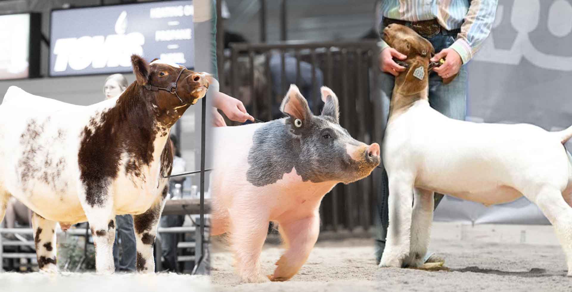 optiwize livestock