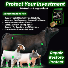 OptiWize supplement for long-term joint protection in show goats, pigs, and cattle.