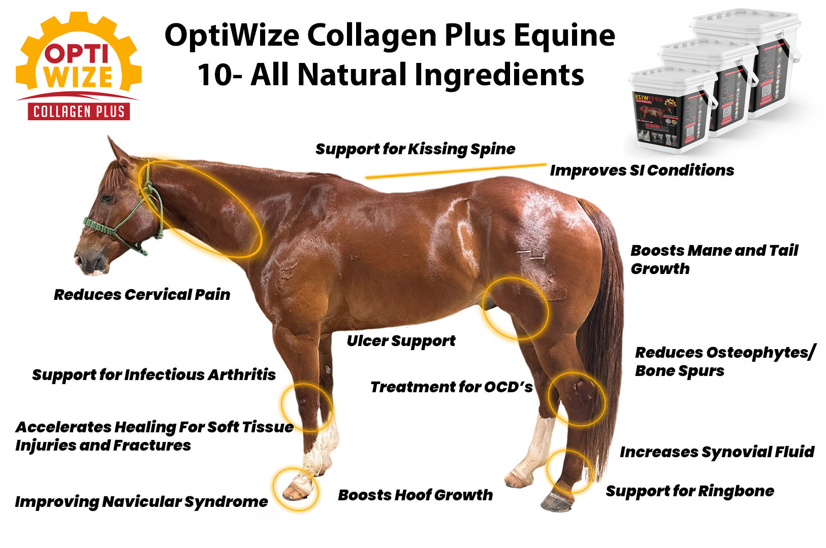 OptiWize Best Equine Collagen Supplement for Joint Health, Wellness