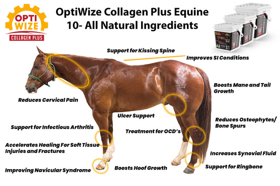 horse joint supplement, navicular syndrome, OCDs in horses, arthritis supplement, hoof growth, ulcer support, bone spurs