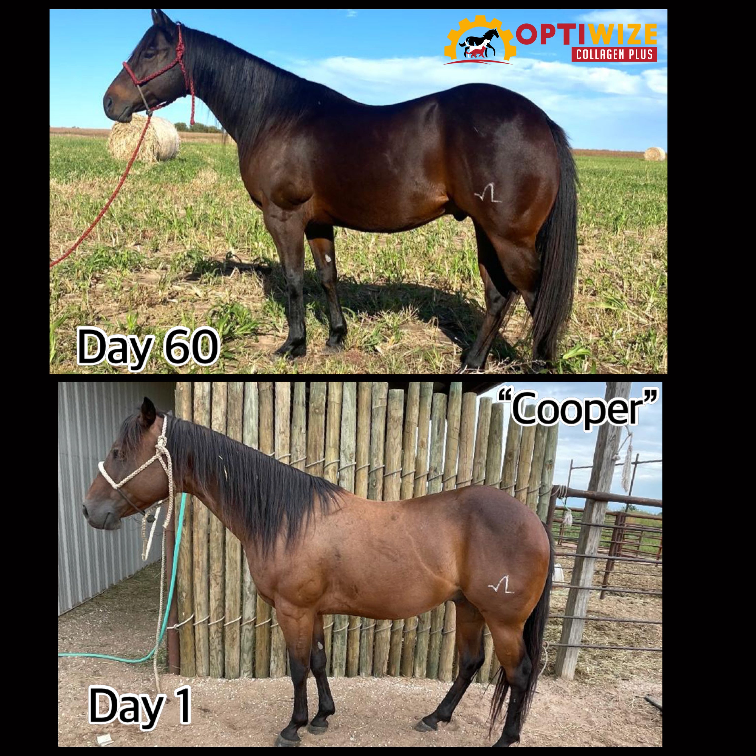 Horse growth from Day 1 to Day 60