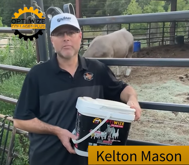 Load video: Hock swelling in cattle, increase range of motion of cattle, increase topline in cattle, increase stride length in cattle, livestock joint supplement, livestock supplement, show cattle supplement, supplement for cattle