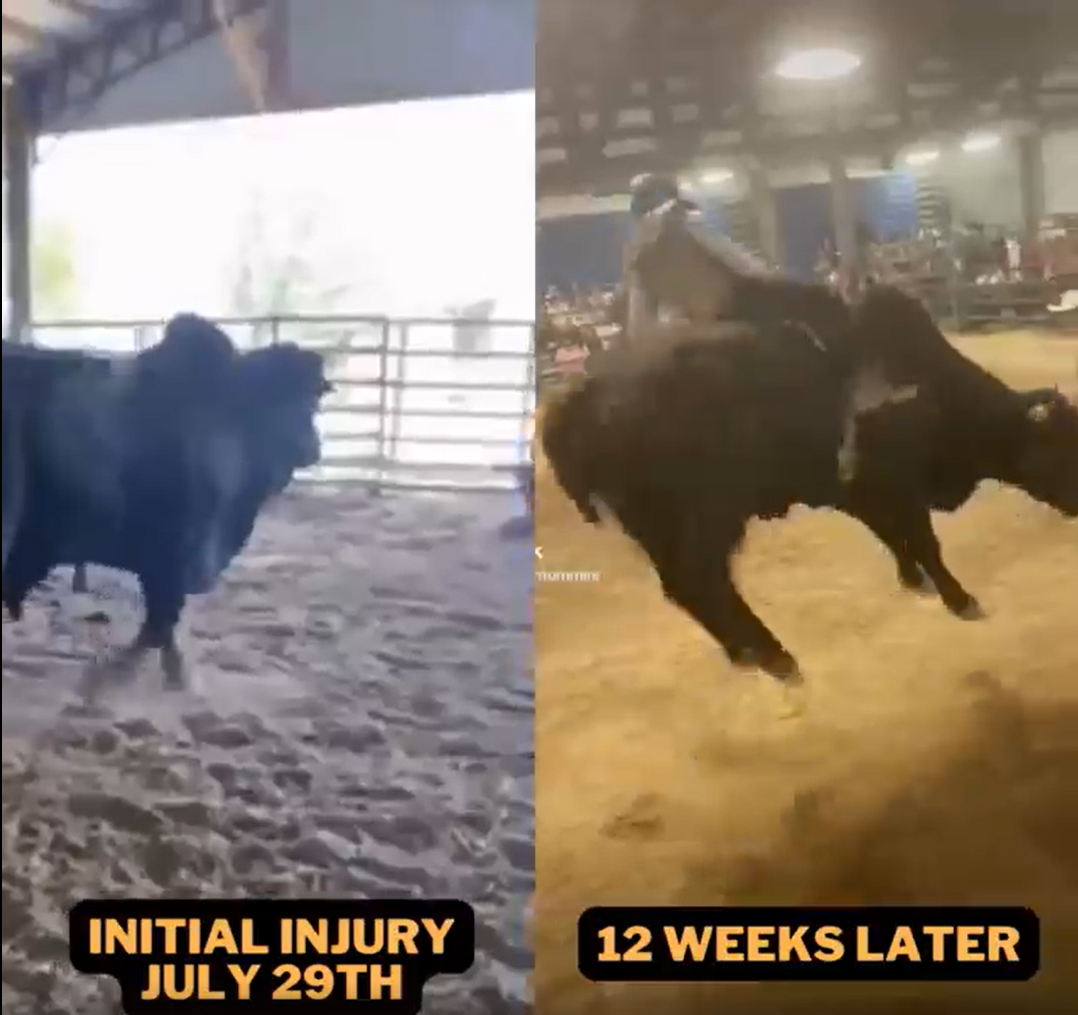 Load video: bucking bull supplement, bull stifle injury, rehab supplement bull, cattle supplement, rodeo, soft tissue injury bull, livestock joint supplement