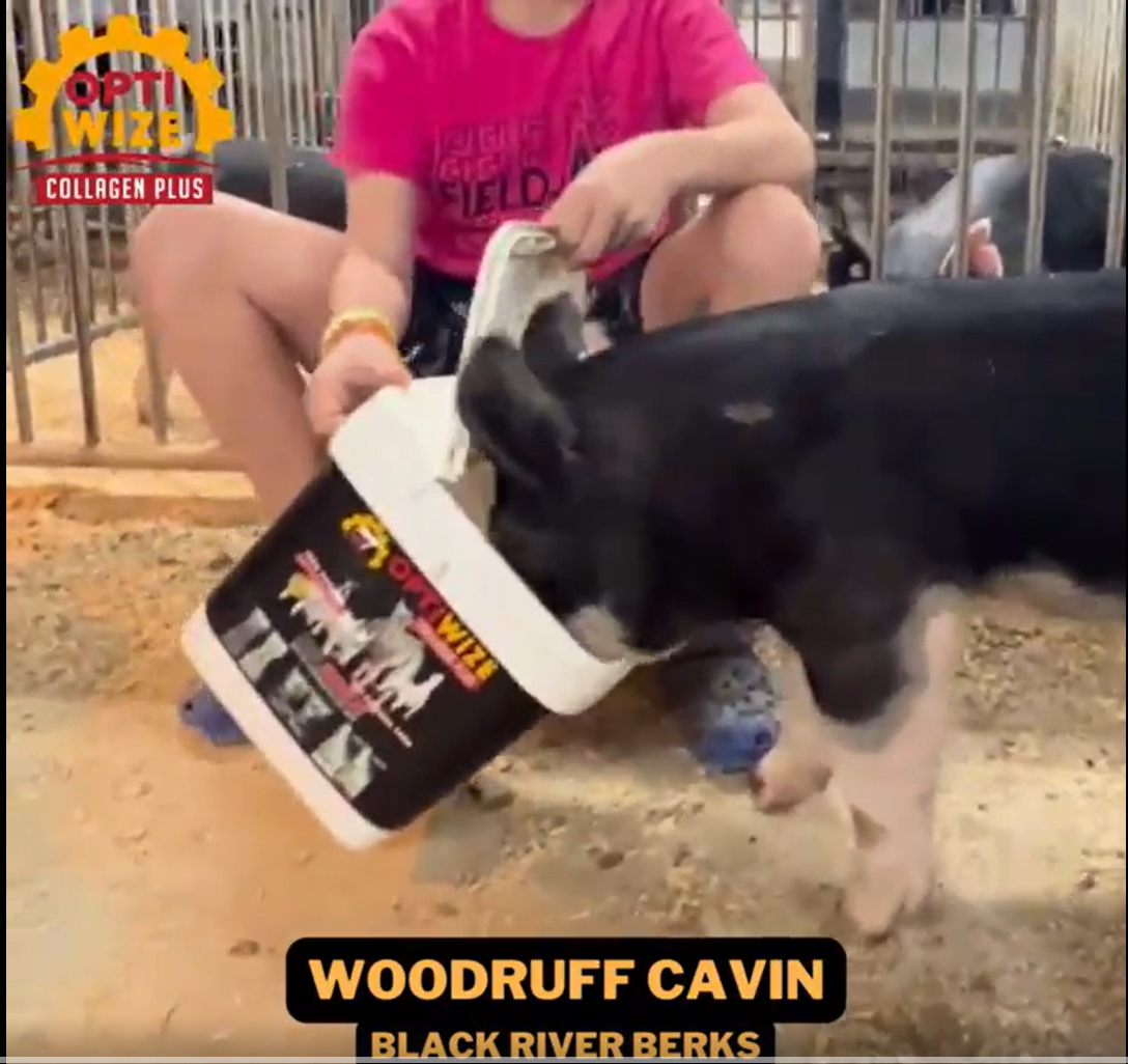 Load video: Show Pig Supplement, Hoof growth pigs, swelling in pigs, show gilt, show sow, joint supplement for pigs
