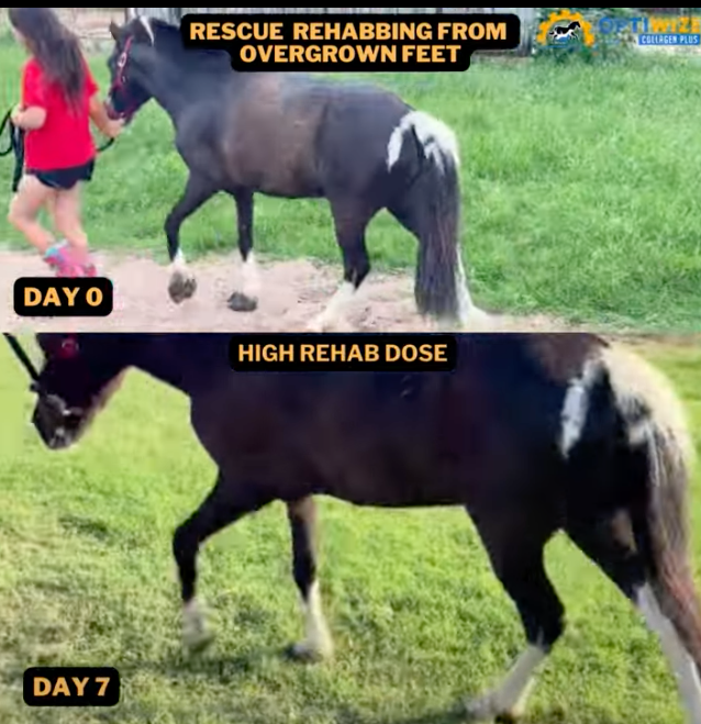 Cargar vídeo: Hoof Health, Hoof Growth, soundness, lameness.