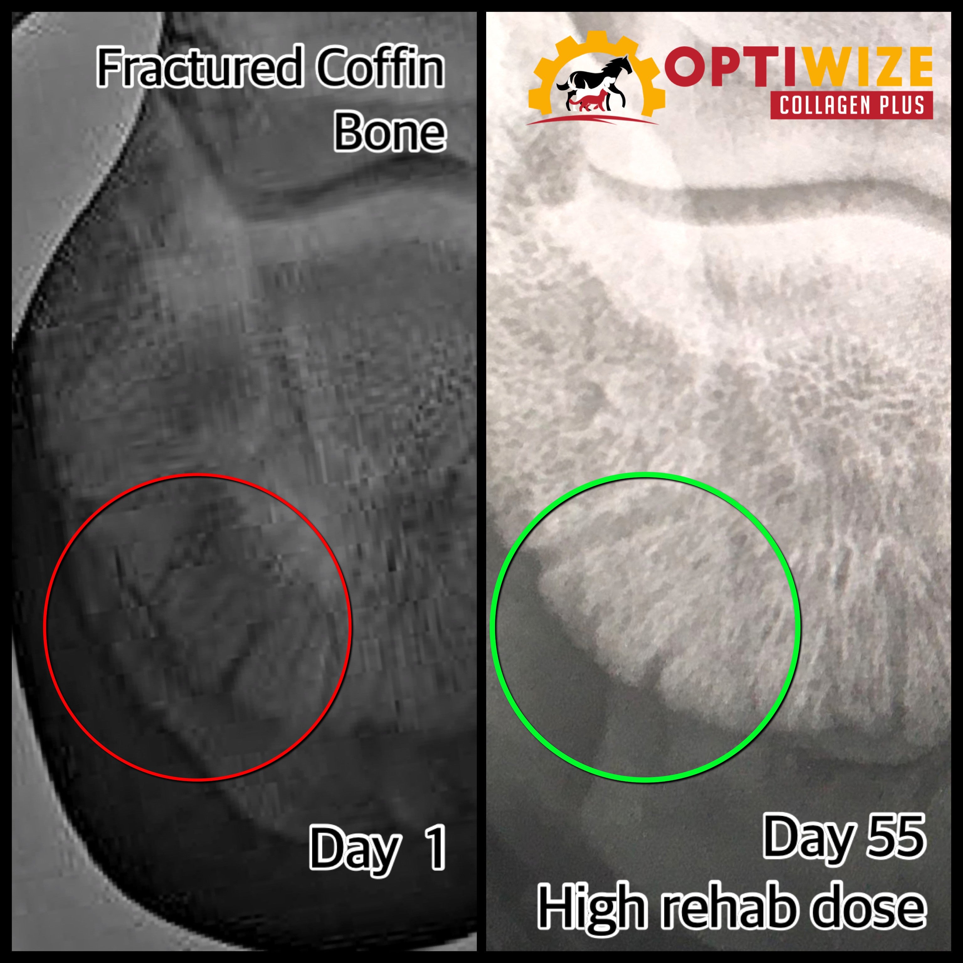 Coffin bone fracture, equine rehab supplement, horse fracture