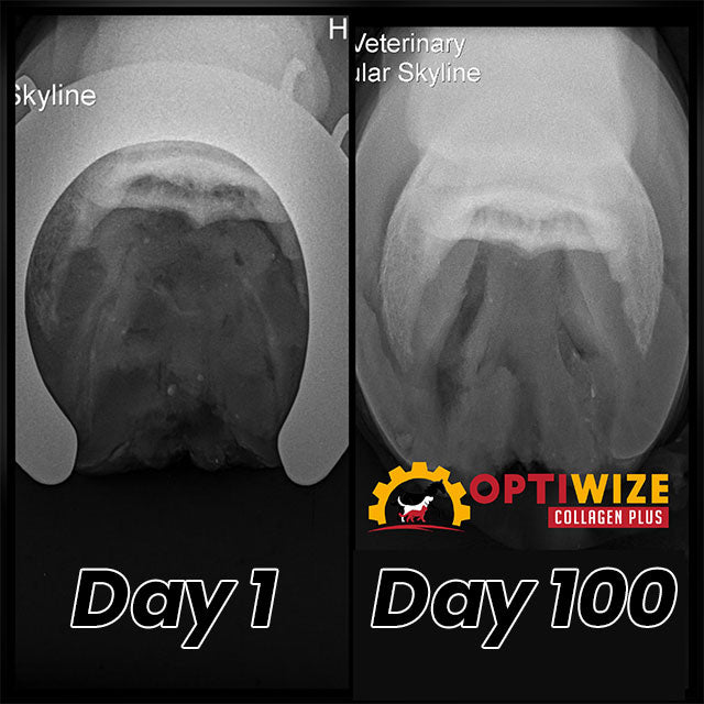 Equine Navicular, horse navicular supplement, horse collagen supplement, navicular rehab supplement, navicular rehab, severe navicular case