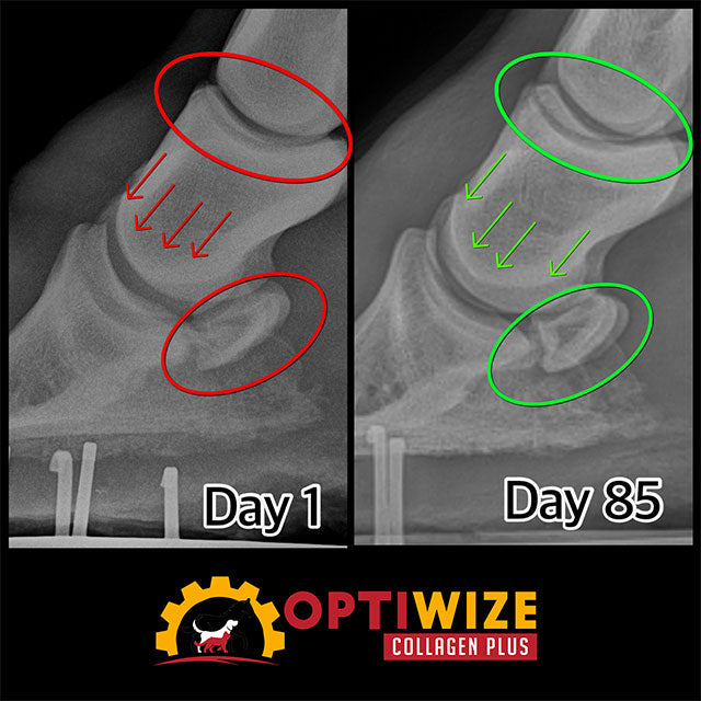 Equine Navicular, horse navicular supplement, horse collagen supplement, navicular rehab supplement, navicular rehab, severe navicular case, horse joint supplement, joint support supplement