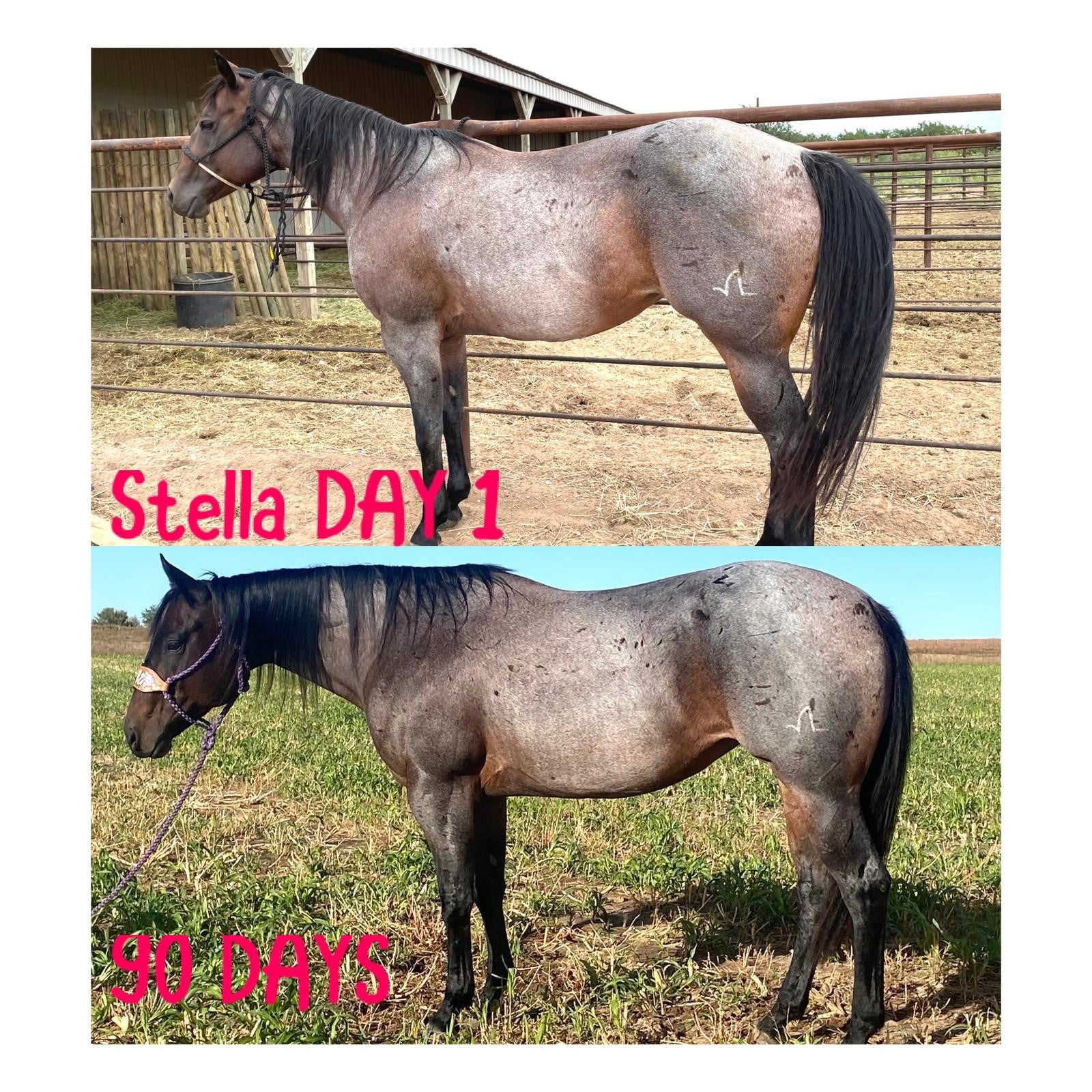 Horse growth from Day 1 to Day 90